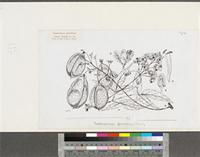 Cardiospermum grandiflorum Sw.; original illustration from FWTA