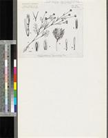 Chrysanthellum americanum Vatke; original illustration from FWTA