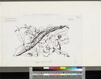 Kigelia africana (Lam.) Benth.; original illustration from FWTA