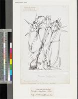Pancratium hirtum A.Chev.; original illustration from FWTA