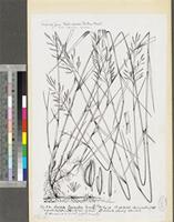 Leersia hexandra Sw.; original illustration from FWTA