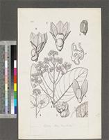 Erismadelphus exsul Mildbr. var. platyphyllus Keay & Stafleu; original from FWTA