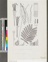 Parkia clappertoniana Keay; original illustration from FWTA