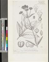 Lippia multiflora Moldenke; original illustration from FWTA