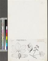 Hernandiaceae; original illustration from FWTA featuring Hernandia beninensis Welw. ex Henriq. and Illegera pentaphylla Welw.