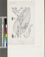 Thalia welwitschii Ridl.; original illustration from FWTA