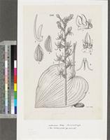 Habenaria keayi Summerh.; original illustration from FWTA