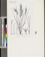 Aristida adscensionis L.; original illustration from FWTA