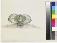 Mesembryanthemum testiculare Thunb. var. solitares original illustration by Francis Masson