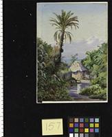 Date Palm and Negro Hut, near Craigton, Jamaica