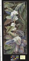 Foliage and Flowers of a South African tree beautiful but poisonous