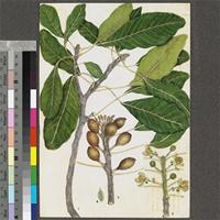 Uapaca nitida Müll.Arg. original illustration from the 'Trees of Central Africa'