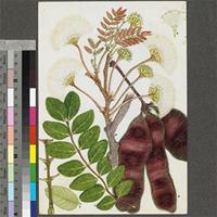 Albizia antunesiana Harms original illustration from the 'Trees of Central Africa'