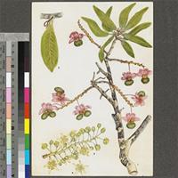 Ochna pulchra Hook.f. original illustration from the 'Trees of Central Africa'
