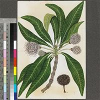 Adina microcephala (Delile) Hiern original illustration from the 'Trees of Central Africa'