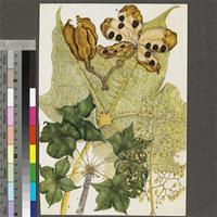 Sterculia quinqueloba (Garcke) K.Schum. original illustration from the 'Trees of Central Africa'