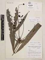 Isoparatype of Myrcia tetraphylla Sobral [family MYRTACEAE]
