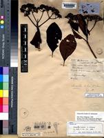Lectotype of Chimarrhis hookeri K.Schum. [family RUBIACEAE]