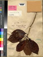 Paratype of Nauclea nicobarica Havil. [family RUBIACEAE]