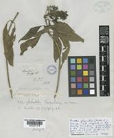 Pavetta polyantha (Hook.f.) Bremke. [family RUBIACEAE]