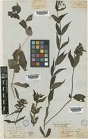 Type of Anotis ingrata Wall. ex Hook.f. [family RUBIACEAE]