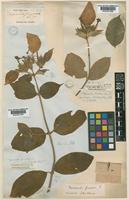 Type of Mussaenda frondosa Linn. var ingrata Hook.f. [family RUBIACEAE]
