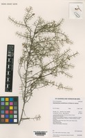 Apatophyllum teretifolium A.R.Bean & Jessup [family CELASTRACEAE]
