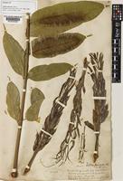 Syntype of Talisia princeps Oliv. [family SAPINDACEAE]