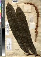 Lectotype of Talisia princeps Oliv. [family SAPINDACEAE]