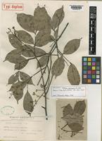 Isotype of Talisia microphylla Uitt. [family SAPINDACEAE]