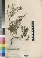 Isotype of Phylica parvula Pillans [family RHAMNACEAE]