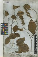 Serjania plicata Radlk. [family SAPINDACEAE]