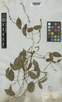 Serjania tenuis Radlk. [family SAPINDACEAE]