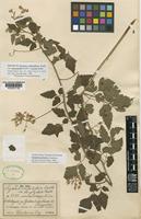 Isotype of Serjania confertiflora Radlk. var. dasycephala Radlk. [family SAPINDACEAE]