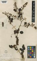 Serjania pedicellaris Radlk. [family SAPINDACEAE]