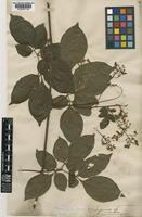 Serjania corrugata Radlk. [family SAPINDACEAE]