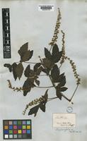 Serjania fuscifolia Radlk. [family SAPINDACEAE]
