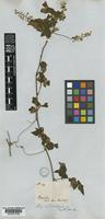 Serjania orbicularis Radlk. [family SAPINDACEAE]