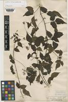 Syntype of Urvillea stipitata Radlk. [family SAPINDACEAE]