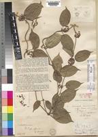 Type of Anisopus mannii N.E.Br. [family ASCLEPIADACEAE]