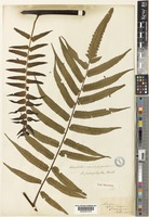 Type of Alsophila podophylla Hook. [family CYATHEACEAE]