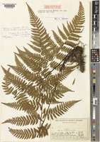 Isosyntype of Alsophila acaulis Makino [family CYATHEACEAE]