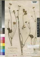 Knowltonia transvaalensis Szyszyl. var. transvaalensis Szyszyl. [family RANUNCULACEAE]