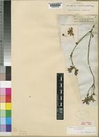 Knowltonia transvaalensis Szyszyl. var. transvaalensis [family RANUNCULACEAE]