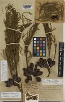 Isotype of Widdringtonia stipitata Stapf. [family CUPRESSACEAE]