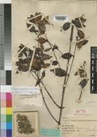 Type of Coffea kapakata (A.Chev) Bridson [family RUBIACEAE]