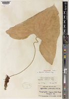 Holotype of Stylochaeton milneanus Mayo [family ARACEAE]