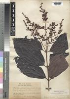 Wendlandia arborescens Cowan [family RUBIACEAE]
