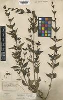 Type of Leptodermis glomerata Hutch. [family RUBIACEAE]