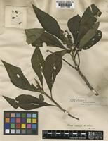 Type of Alseis involuta K.Schum. [family RUBIACEAE]